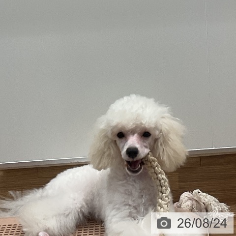 埼玉県のトイプードル(トイ) (ペッツワン 新座店/2026年4月22日生まれ/男の子/ホワイト)の子犬の3枚目の画像