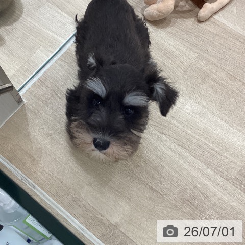宮城県のミニチュアシュナウザー (ペットプラス 仙台上杉店/2026年4月14日生まれ/男の子/ブラックシルバー)の子犬の4枚目の画像
