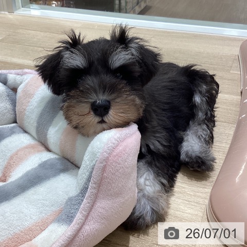 宮城県のミニチュアシュナウザー (ペットプラス 仙台上杉店/2026年4月14日生まれ/男の子/ブラックシルバー)の子犬の3枚目の画像