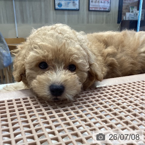 神奈川県のトイプードル(トイ) (ペットプラス 座間店/2026年4月24日生まれ/男の子/アプリコット)の子犬の4枚目の画像