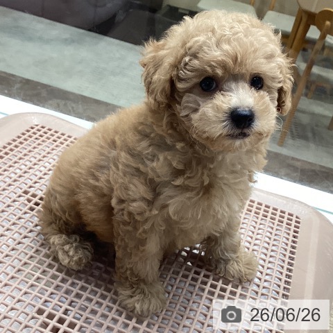 神奈川県のトイプードル(トイ) (ペットプラス 座間店/2026年4月24日生まれ/男の子/アプリコット)の子犬の3枚目の画像