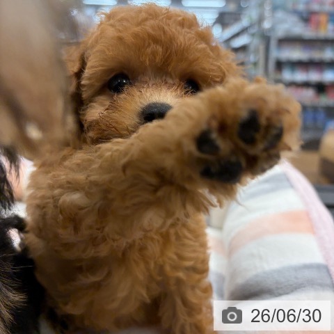 茨城県のトイプードル(トイ) (ペッツワン つくば店/2026年4月24日生まれ/男の子/アプリコット)の子犬の4枚目の画像