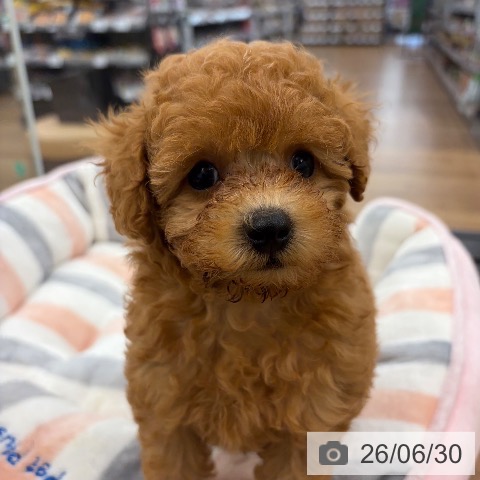 茨城県のトイプードル(トイ) (ペッツワン つくば店/2026年4月24日生まれ/男の子/アプリコット)の子犬の3枚目の画像