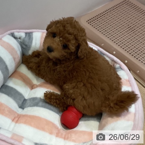 福岡県のトイプードル(トイ) (ペットプラス 小倉南店/2026年4月24日生まれ/男の子/オレンジフォーン)の子犬の3枚目の画像