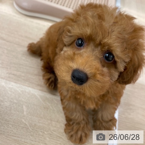 福岡県のトイプードル(トイ) (ペットプラス 八幡東店/2026年4月24日生まれ/男の子/レッド)の子犬の4枚目の画像