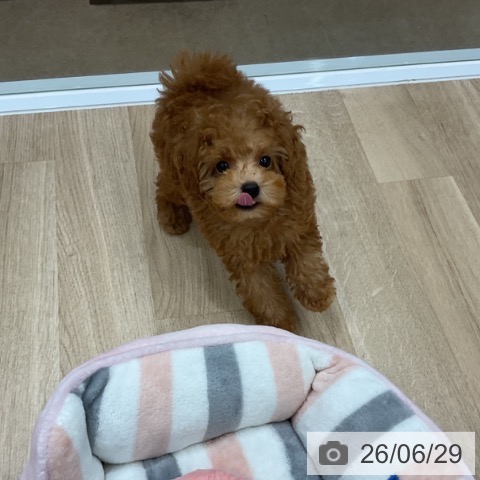 福岡県のトイプードル(トイ) (ペットプラス 八幡東店/2026年4月24日生まれ/男の子/レッド)の子犬の4枚目の画像