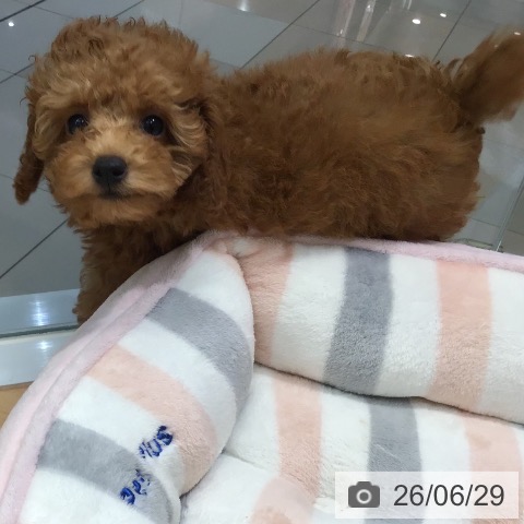 熊本県のトイプードル(トイ) (ペットプラス 熊本店/2026年4月24日生まれ/女の子/レッド)の子犬の3枚目の画像
