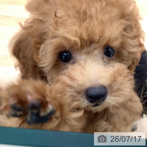 熊本県のトイプードル(トイ) (ペットプラス 熊本店/2026年4月24日生まれ/女の子/レッド)の子犬の3枚目の画像