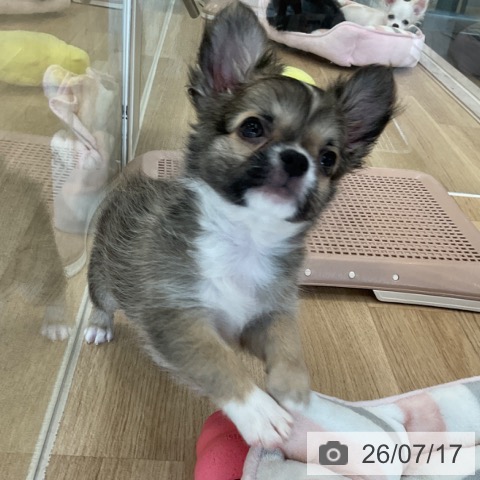 宮崎県のチワワ(ロング) (ペットプラス 宮崎店/2026年4月25日生まれ/男の子/フォーンホワイト)の子犬の3枚目の画像