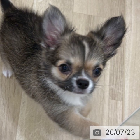 宮崎県のチワワ(ロング) (ペットプラス 宮崎店/2026年4月25日生まれ/男の子/フォーンホワイト)の子犬の3枚目の画像