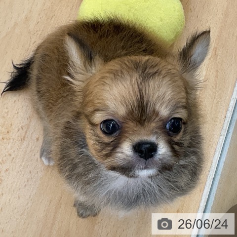 チワワの写真