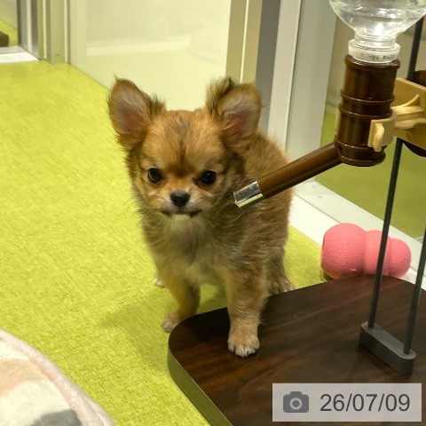 福岡県のチワワ(ロング) (ペットプラス MARK IS 福岡ももち店/2026年4月25日生まれ/男の子/レッド)の子犬の3枚目の画像