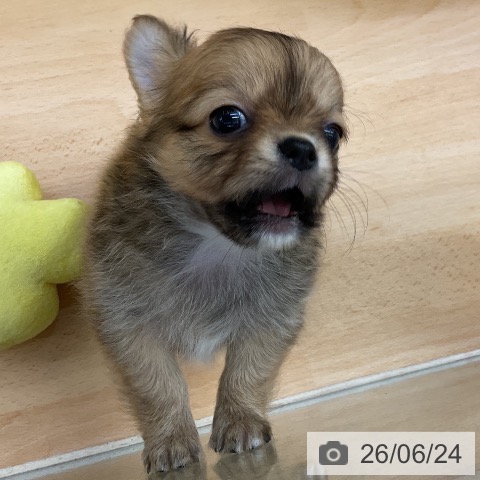 チワワの写真