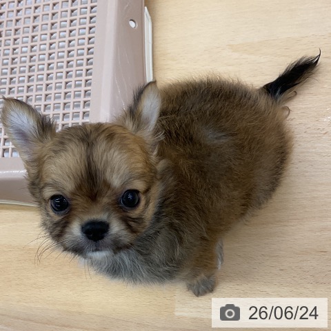 チワワの写真
