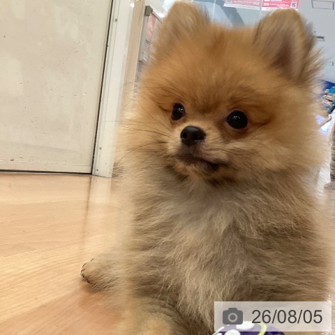 ポメラニアンの写真