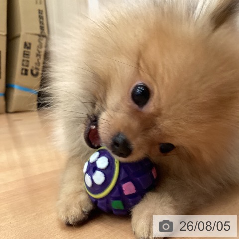 ポメラニアンの写真