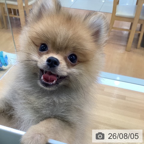 ポメラニアンの写真