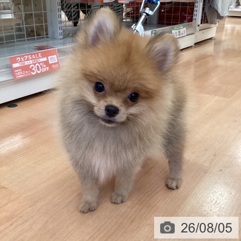 ポメラニアンの写真