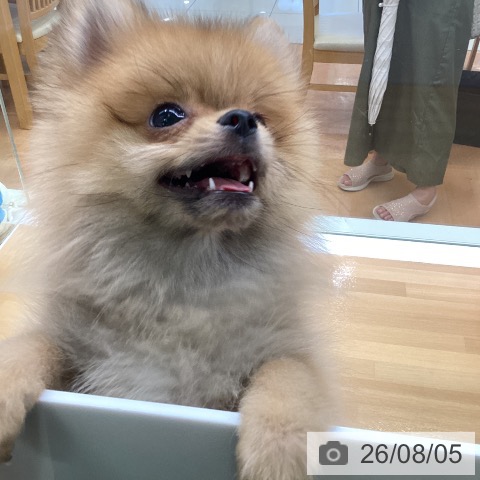 ポメラニアンの写真