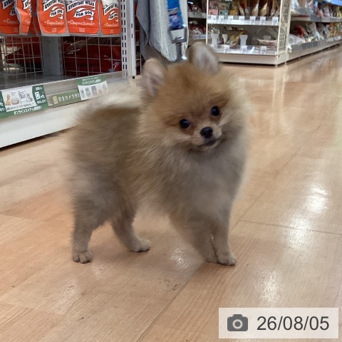 ポメラニアンの写真