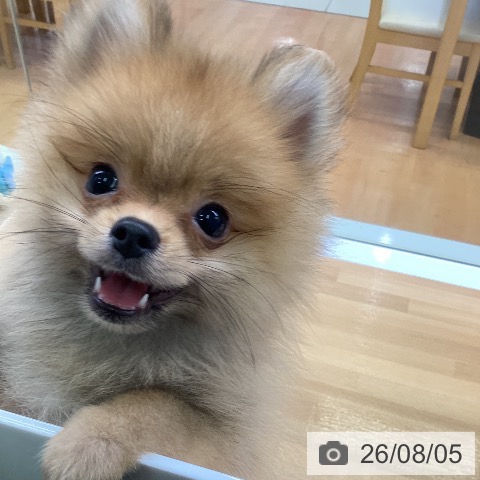 ポメラニアンの写真