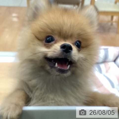 ポメラニアンの写真