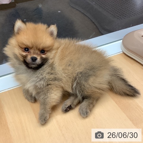 ポメラニアンの写真