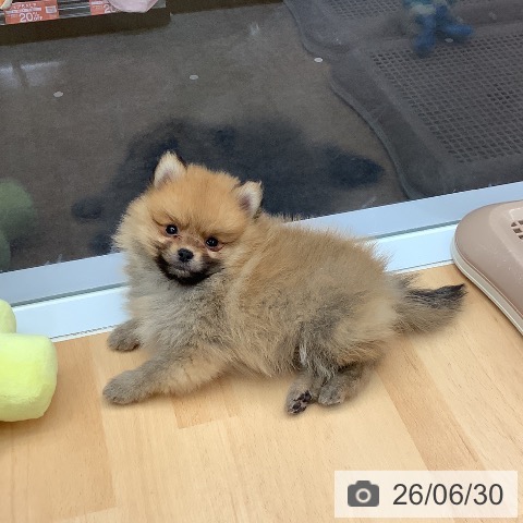 ポメラニアンの写真