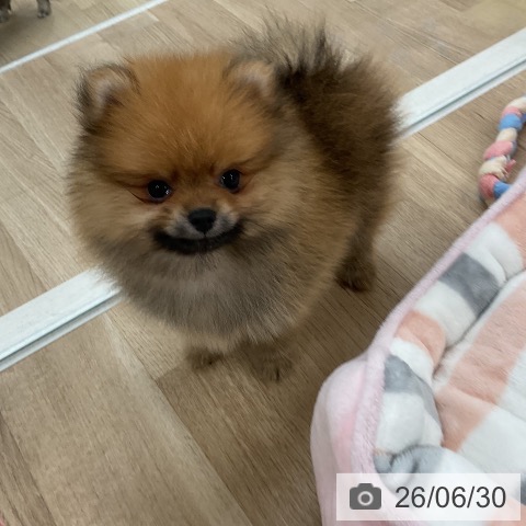 ポメラニアンの写真