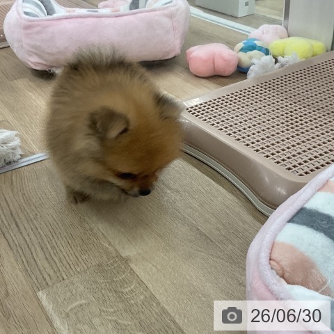 ポメラニアンの写真