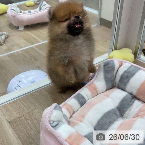 ポメラニアンの写真