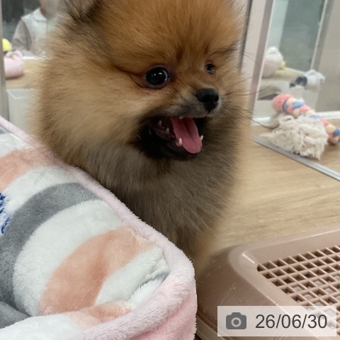 ポメラニアンの写真