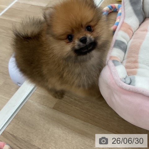 ポメラニアンの写真