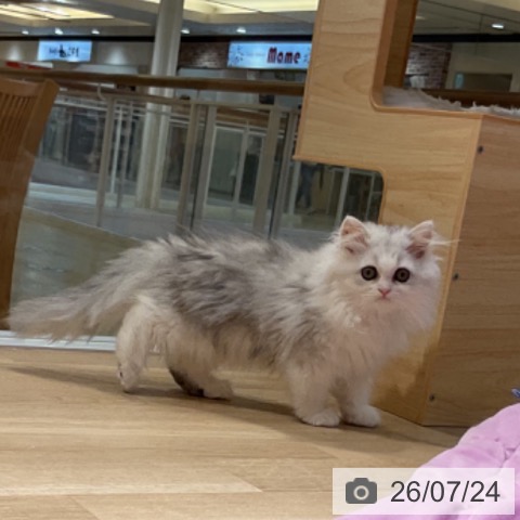 福岡県のペルシャ (ペットプラス 小倉南店/2026年4月25日生まれ/女の子/チンチラシルバー)の子猫の3枚目の画像
