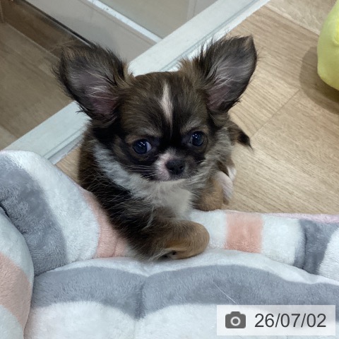 チワワの写真