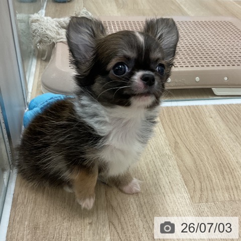 チワワの写真