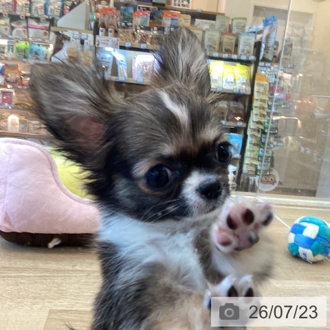 チワワの写真