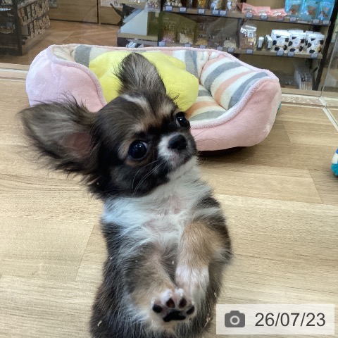 チワワの写真