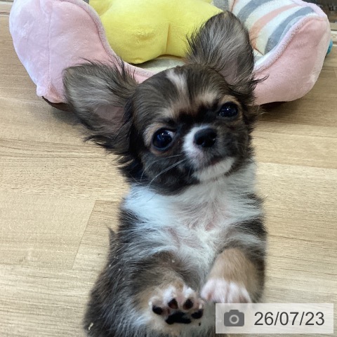 チワワの写真