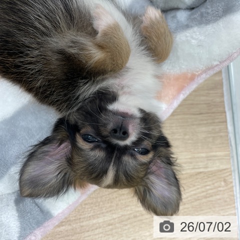 チワワの写真