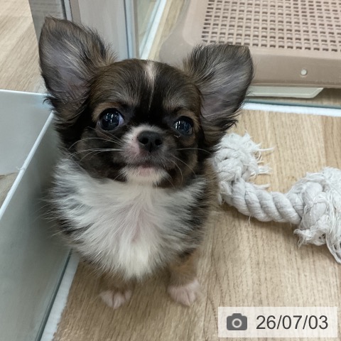 チワワの写真
