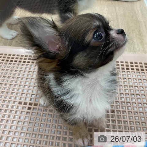 福岡県のチワワ(ロング) (ペットプラス 八幡東店/2026年4月28日生まれ/男の子/レッドホワイト)の子犬の3枚目の画像