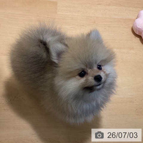 鹿児島県のポメラニアン (ペットプラス 姶良店/2026年4月28日生まれ/男の子/オレンジ)の子犬の4枚目の画像