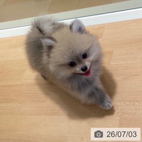 鹿児島県のポメラニアン (ペットプラス 姶良店/2026年4月28日生まれ/男の子/オレンジ)の子犬の3枚目の画像