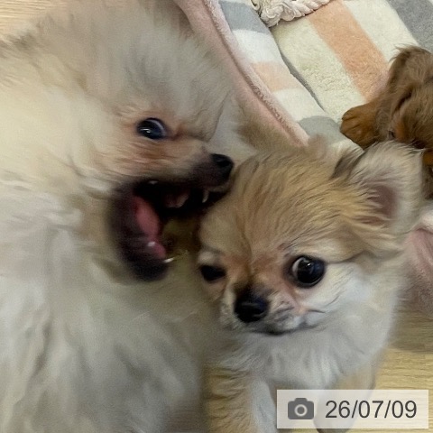 チワワの写真