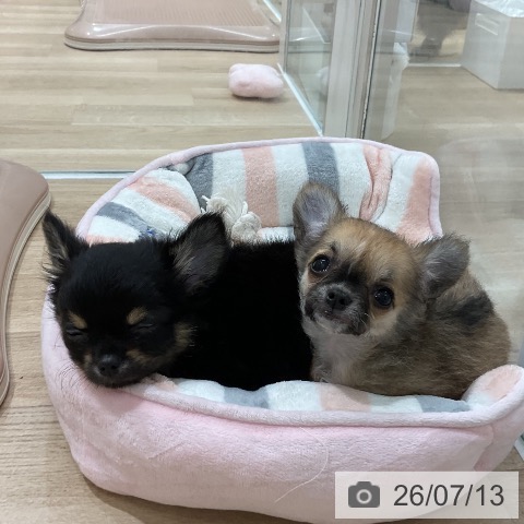 チワワの写真
