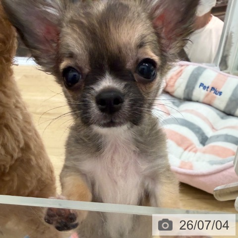 宮崎県のチワワ(ロング) (ペットプラス 宮崎店/2026年4月25日生まれ/女の子/フォーンホワイト)の子犬の4枚目の画像