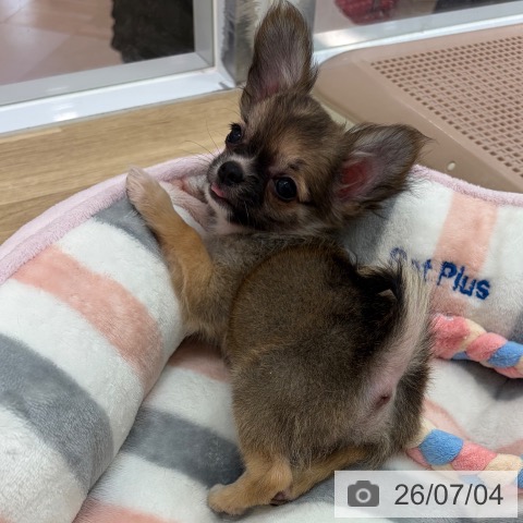 宮崎県のチワワ(ロング) (ペットプラス 宮崎店/2026年4月25日生まれ/女の子/フォーンホワイト)の子犬の3枚目の画像