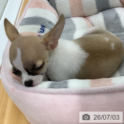 長野県のチワワ(ロング) (ペットプラス 松本店/2026年4月20日生まれ/男の子/フォーンホワイト)の子犬の4枚目の画像