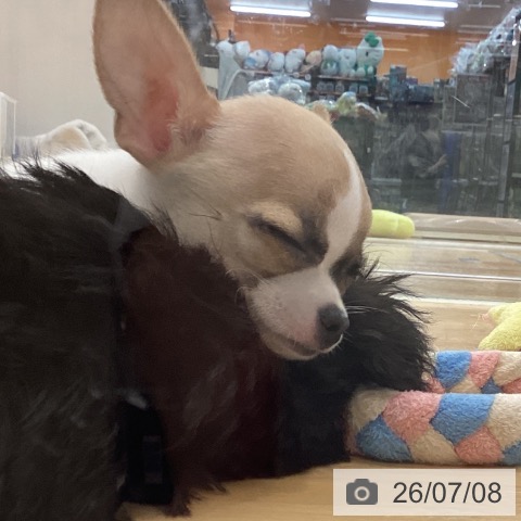 長野県のチワワ(ロング) (ペットプラス 松本店/2026年4月20日生まれ/男の子/フォーンホワイト)の子犬の3枚目の画像